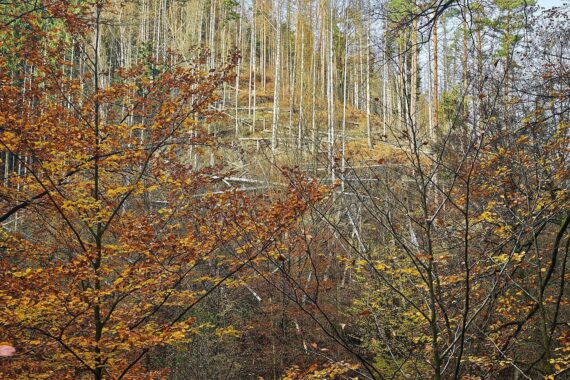 Wolf im Wald mit Sender, Auswilderung und Überwachung nach Vorfall in Hamburg.