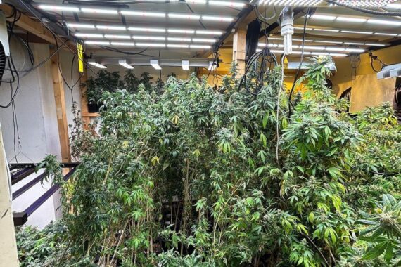 Professionelle Cannabis-Plantage mit 700 Pflanzen und Drogenfund in einer Wohnung entdeckt.