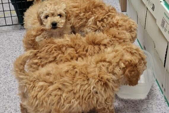 Vier Maltipoo-Welpen in Transportbox, ohne Papiere, entdeckt in Kleinbus bei Zollkontrolle.