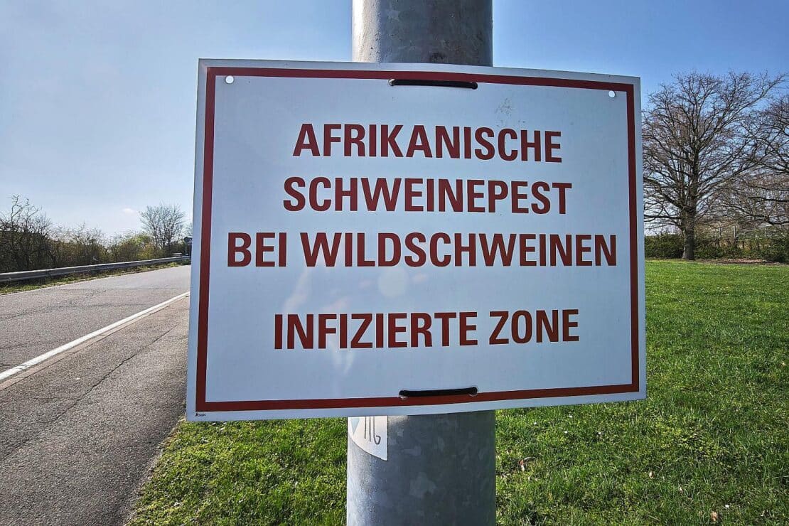 Afrikanische Schweinepest: Neuer Kadaverfund bei Netphen im Kreis Siegen-Wittgenstein