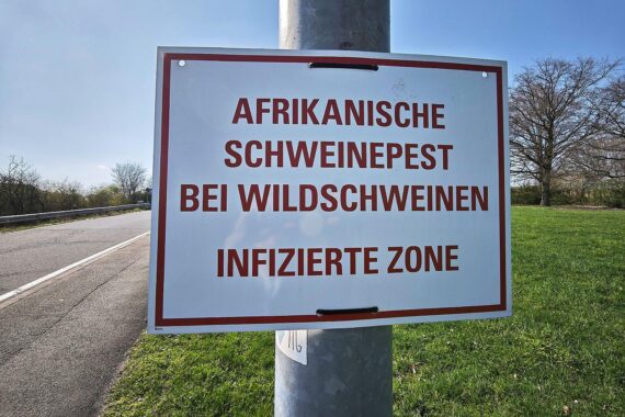 Warnschild zur Afrikanischen Schweinepest, Wildschweinfund in Siegen-Wittgenstein, Schutzmaßnahmen betont.