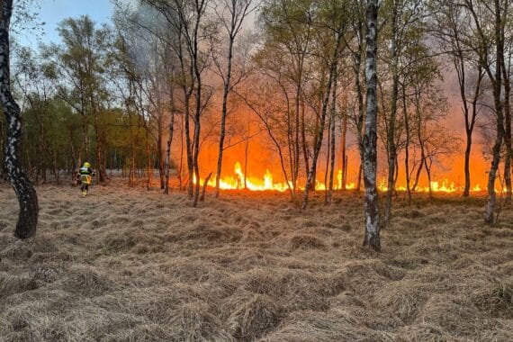 Waldbrand im Kreis Segeberg: Einsatzkräfte löschen Flächenbrände in trockenen Gebieten. Feuerwehr in Alarmbereitschaft.