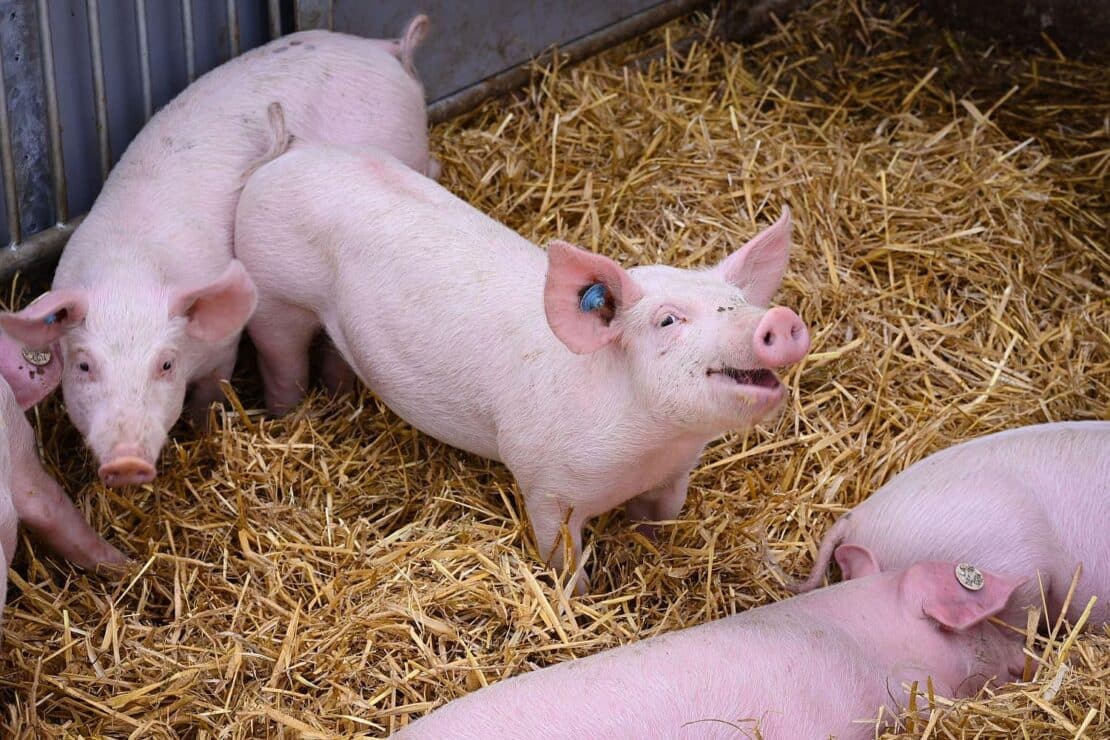 Bayern setzt Tierwohlprogramm BayProTier fort – Antragstellung startet am 1. Juni