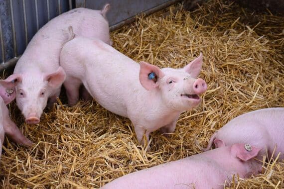 Ferkel auf einem Bauernhof, Vertreter des bayerischen Tierwohlprogramms „BayProTier“ und Landwirtschaft.