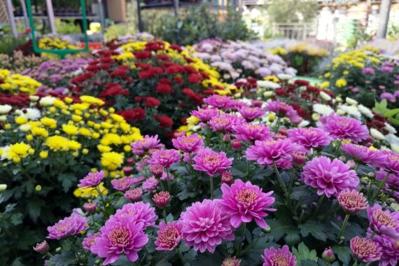 Blumen und Gartenzubehör in einem Fachgeschäft, symbolisierend den Anstieg der Düngemittelpreise.
