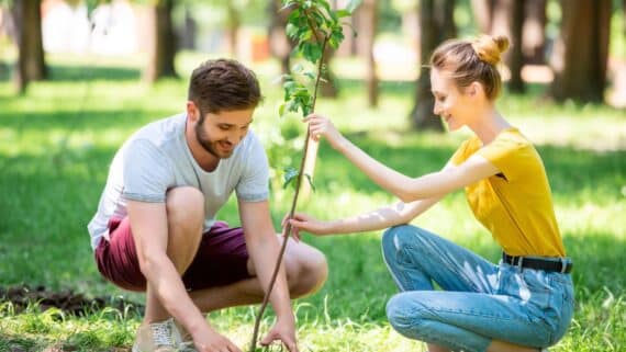 Der Lebensbaum – eine Zierde für jeden Garten