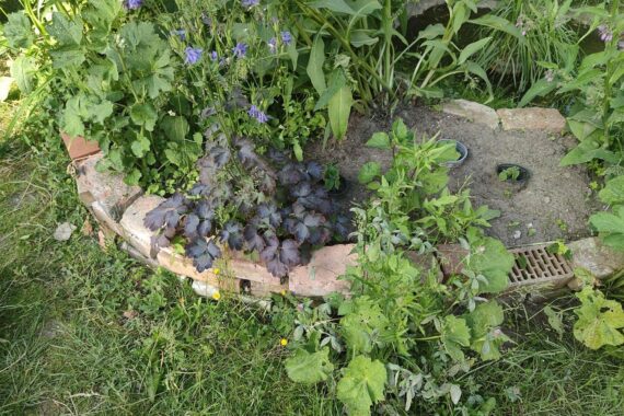 Kräuter im Garten, Symbol für Gemeinschaft, Kultur und menschliche Verbundenheit im Filmkunstfest.