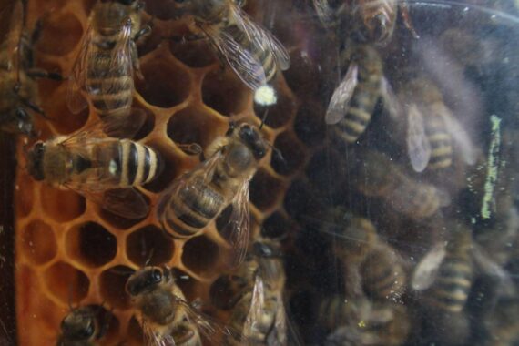 Honigbienen in einem Garten, umgeben von blühenden Pflanzen, unter dem Licht der Sonne.
