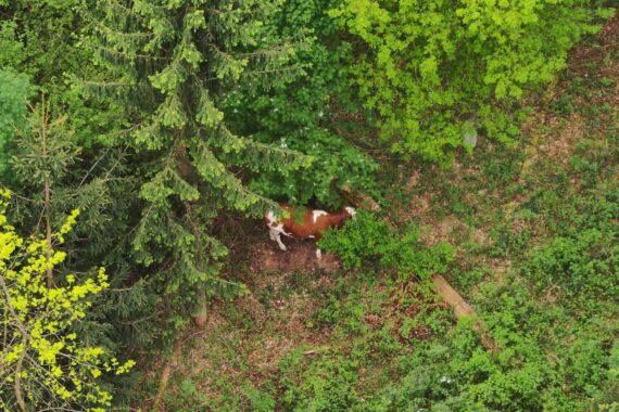 Drohnenaufnahme von Jungrind im Wald, Rückkehr nach drei Tagen erfolgreicher Suche durch Einsatzkräfte.