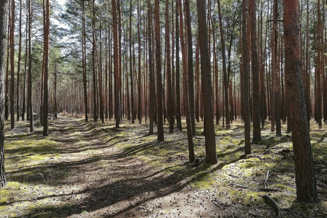 Waldzustand hat sich stabilisiert