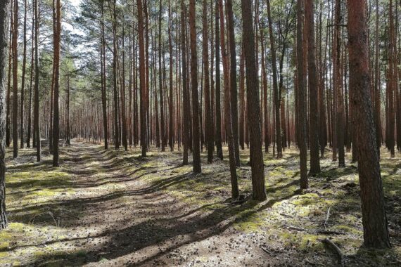Grüner Wald mit gesunden Bäumen, symbolisierend Stabilität trotz schwieriger Wetterbedingungen.