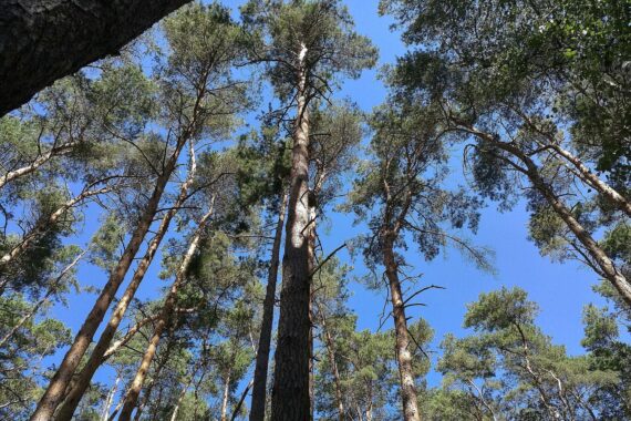 Deutscher Wald: Trockenheit, Dürre, Veränderung, Herausforderungen für nachhaltige Forstwirtschaft.