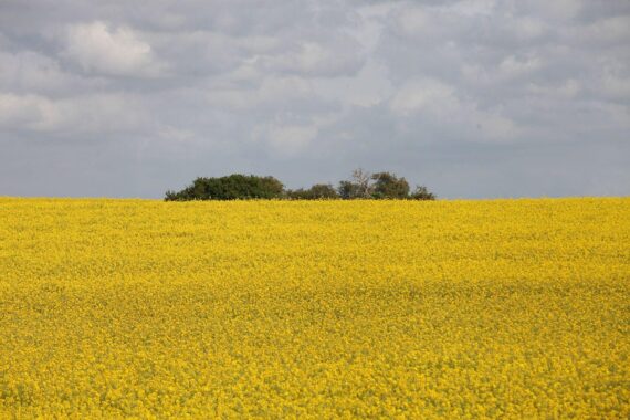 Ein sonniges Rapsfeld unter blauem Himmel, symbolisiert das bevorstehende wechselhafte Wetter.