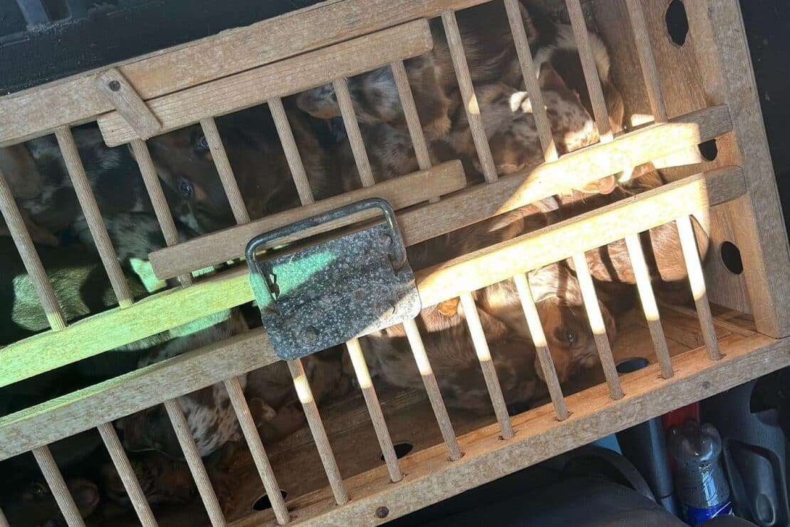 Zoll entdeckt 14 Dackelwelpen und zwei tragende Hündinnen