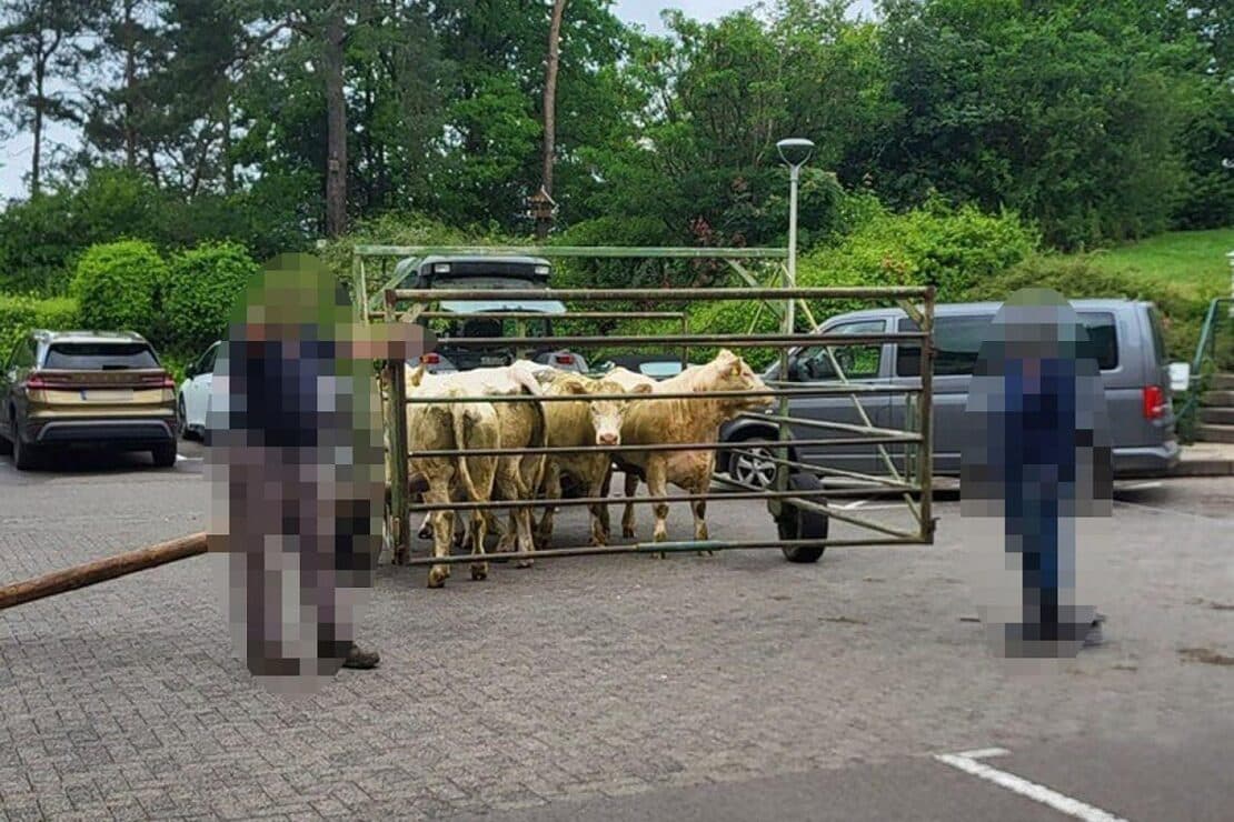 Ausgebüxte Kühe sorgen für Aufregung in Wolfhager Klinik