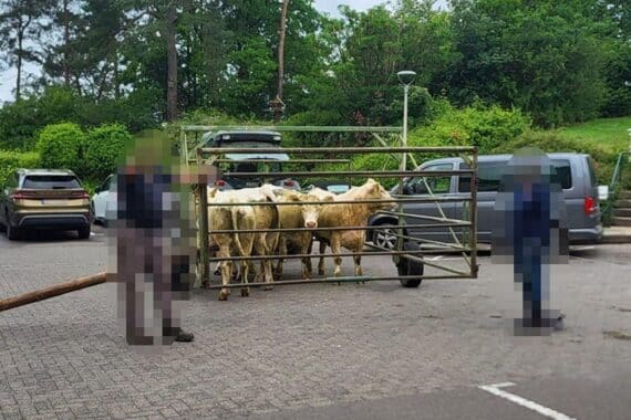Kühe im Treibwagen auf dem Weg zurück zur Weide nach aufregendem Krankenhaus-Abenteuer.