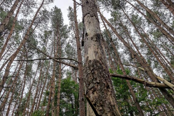 Minister im Nationalpark Harz, umweltbewusste junge Ranger, Schutz der Natur, Jubiläum feiern.