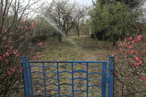 Bunte Blumen, Vogelhäuschen und natürliche Pflanzen fördern Artenvielfalt im Garten.