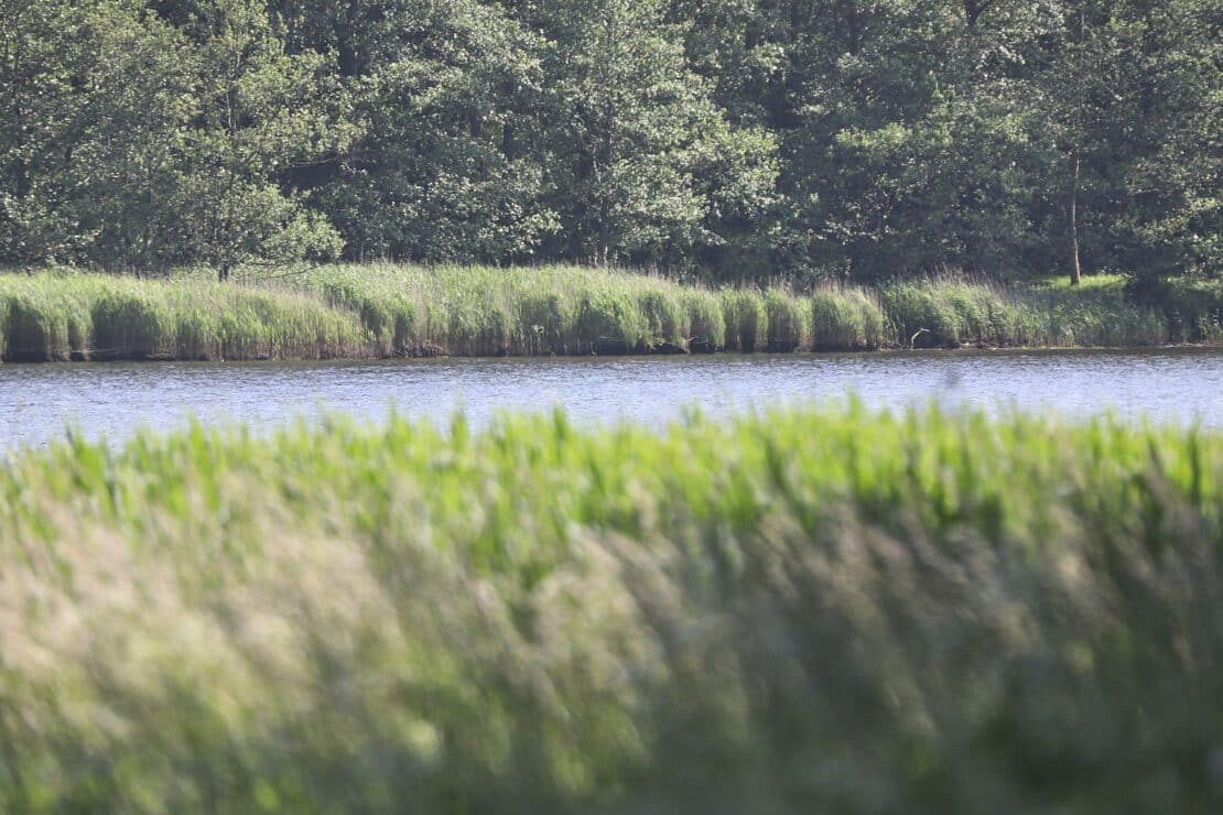 Grüne setzen auf Ostsee- und Klimaschutz im Wahlkampf
