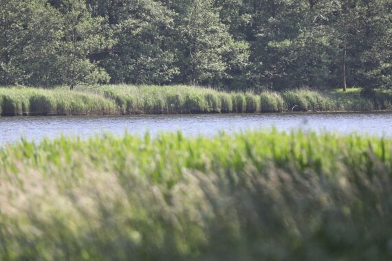 Salzwiesen mit küstlichem Ambiente, symbolisieren Natur- und Klimaschutz, wichtig für Grünen-Wahlkampf.