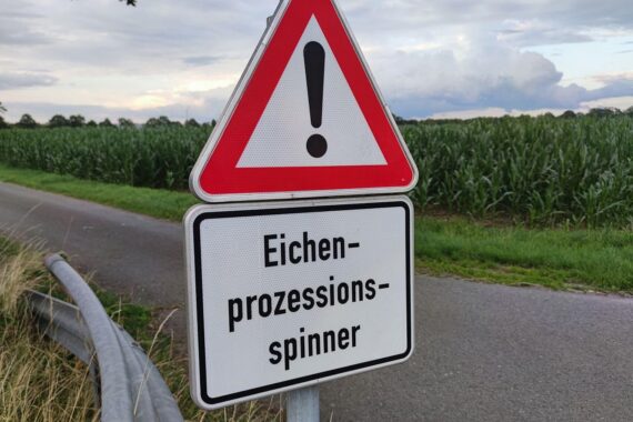 Eichenbaum mit Warnhinweis zu Eichenprozessionsspinner und gesundheitlichen Risiken für Menschen.