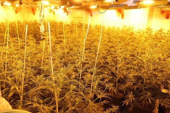 Indoor-Cannabisplantage mit 1.000 Pflanzen, Be- und Entlüftungsanlage, Polizeieinsatz in Mönchengladbach.