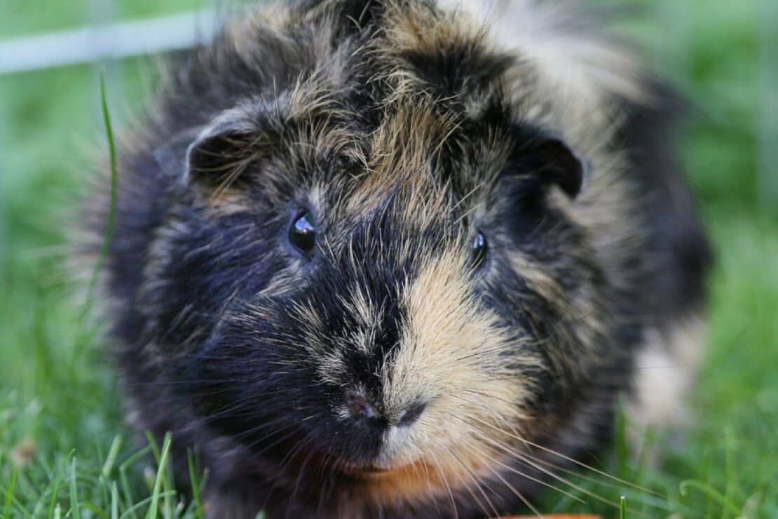 Sechs tote Meerschweinchen in Renchen: Fuchs als Täter wahrscheinlich
