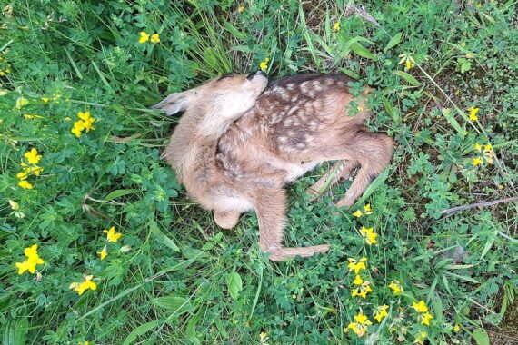 Ein totes Rehkitz und Rehbock, Zeugen von Jagdwilderei und Tierschutzverstößen.