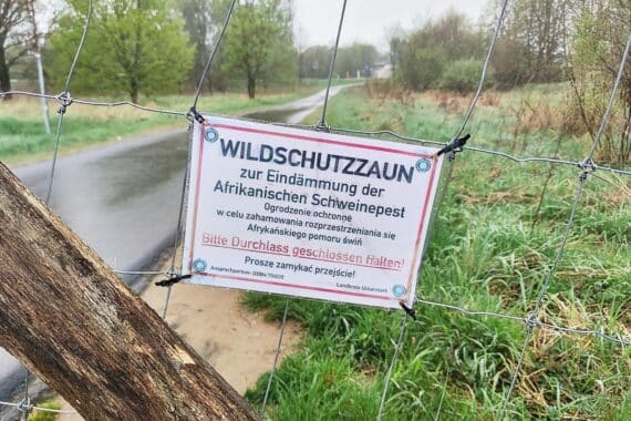 Grenze Polen-Deutschland: Afrikanische Schweinepest bei Wildschweinen in Uckermark nahe Schwedt.