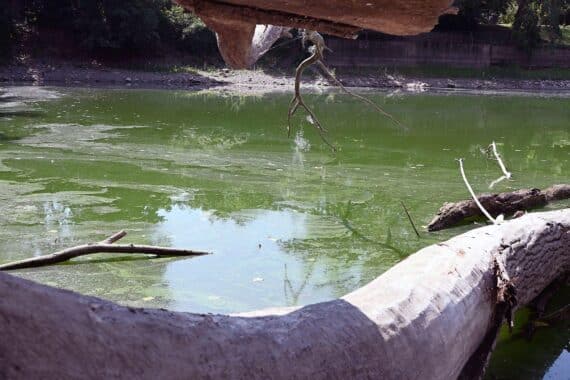 Grün verfärbtes Wasser im Schwanenteich Koblenz, Warnung vor Blaualgen/Cyanobakterien.