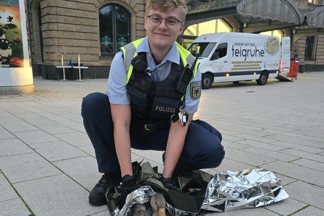 Bundespolizisten retten verletzte Graugans am Bahnhof Dammtor