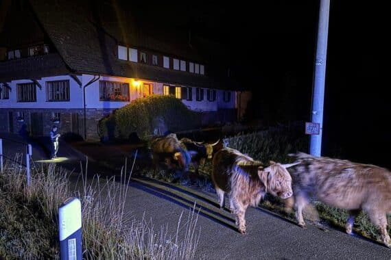 Entlaufene Kühe (Archivfoto), Polizei Offenburg: Beamte sichern Tiere bei Bad Rippoldsau-Schapbach und Kehl.