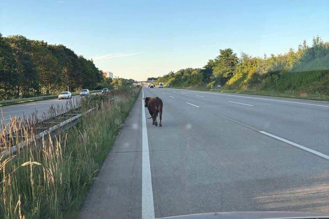 Entlaufener Jungbulle sorgt für Stau auf der A1 bei Barsbüttel