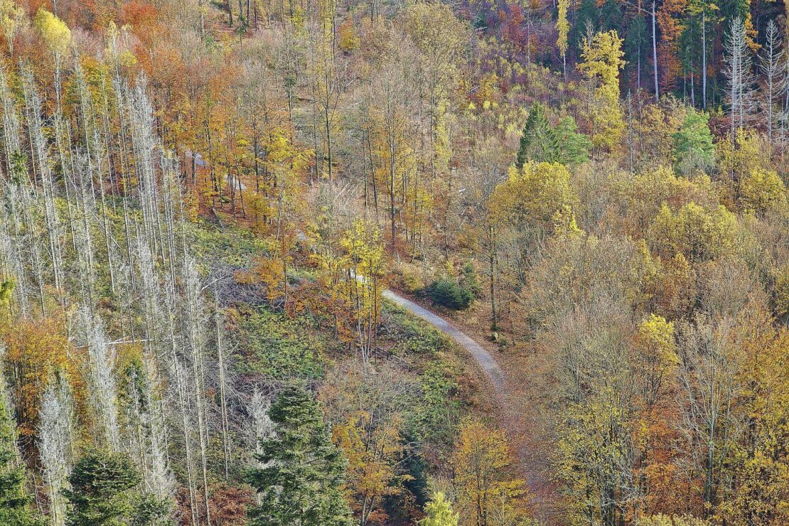 Forstkammer fordert mehr Engagement gegen Waldbrände