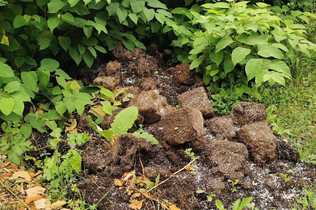 Polizei sucht Zeugen nach Fund von Cannabis-Wurzelballen bei Brilon