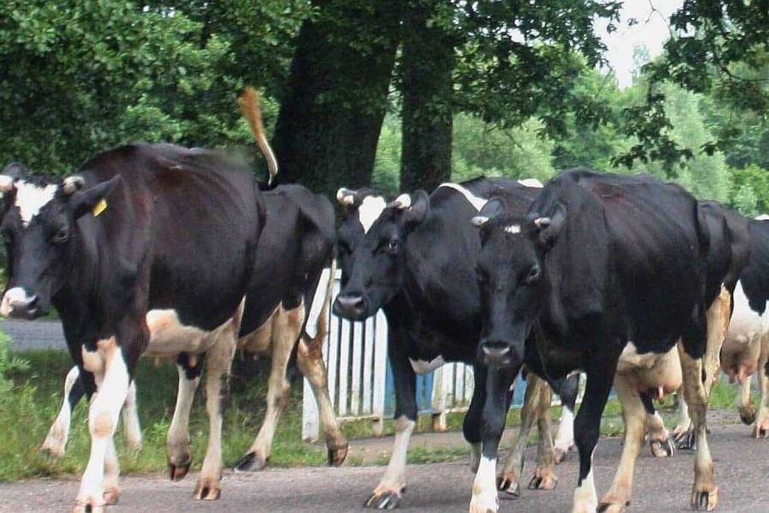 Rinderbestand in Sachsen-Anhalt leicht gestiegen