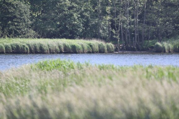 Salzwiesen an der Ostsee, Symbol für Natur, Kooperation und nachhaltige Entwicklung in Mecklenburg-Vorpommern.