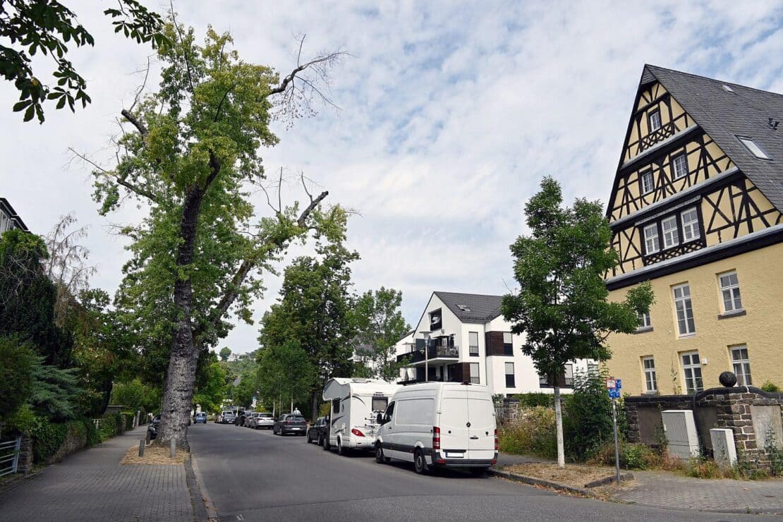 Stadt Koblenz fällt 80 Bäume aus Sicherheitsgründen