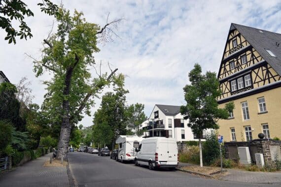 Archivfoto: 70-jähriger Silberahorn, Koblenz, Stadtbaummanagement fällt Bäume wegen Verkehrssicherung.