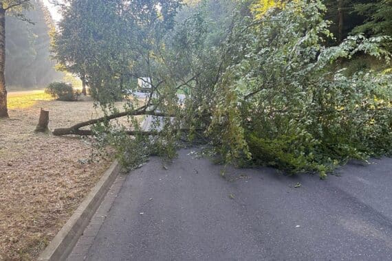 Gefällte Buche auf einem Parkplatz an der B257 zwischen Daun und Darscheid, Polizeiarbeit im Hintergrund.