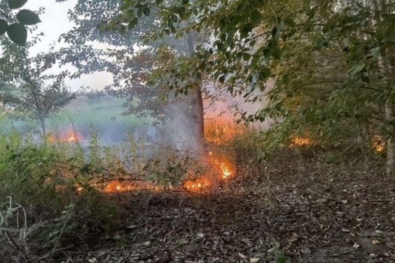 Feuerwehr im Einsatz: Vegetationsbrand an Brackeler Straße, Grünstreifen brennt, Einsatzkräfte löschen mehrere Brandstellen.