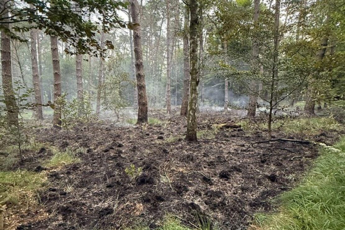 Waldbrand in der Wahner Heide erfolgreich gelöscht