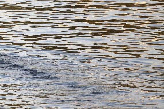 BUND-Kritik: Niedrigwasser/Flusspegel (Archiv), Olaf Bandt fordert Umweltverbände zur Niedrigwasserkonferenz.