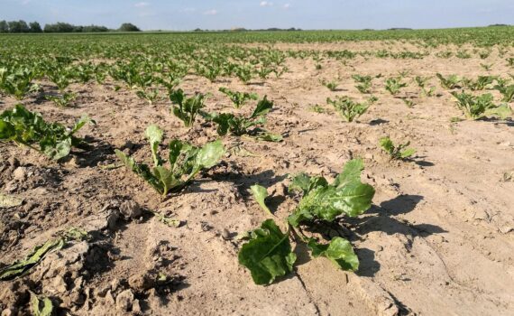 Trockenes Salatfeld im Archiv: Dürre belastet Landwirte, Ernteausfälle, Liquiditätsprobleme und Forderungen nach Schutz.