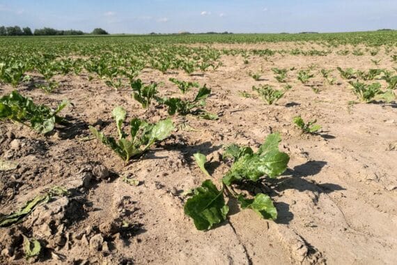 Trockenes Salatfeld im Archiv: Dürre belastet Landwirte, Ernteausfälle, Liquiditätsprobleme und Forderungen nach Schutz.