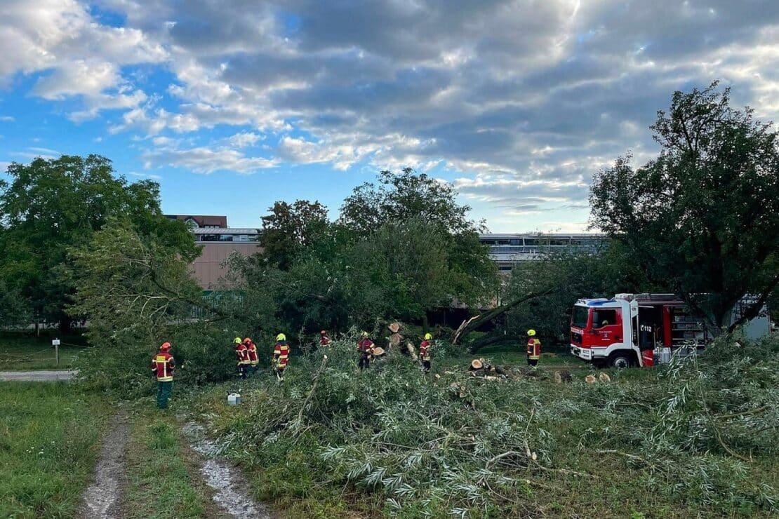 Baum blockiert Fahrweg in Reichenau