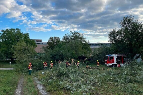 Umgestürzter Baum blockiert Fahrweg; Feuerwehr Reichenau zerkleinert ihn mit Kettensägen (Archiv).