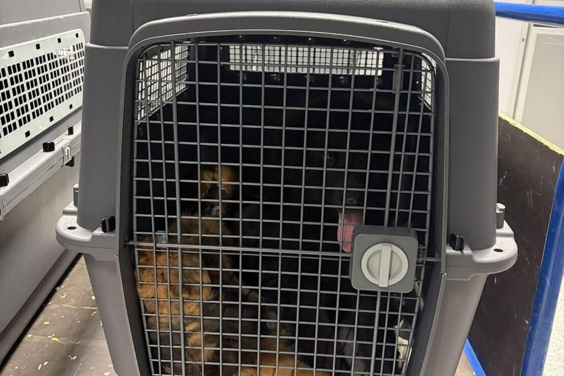 Düsseldorfer Zoll stoppt illegalen Hundetransport nach Kairo