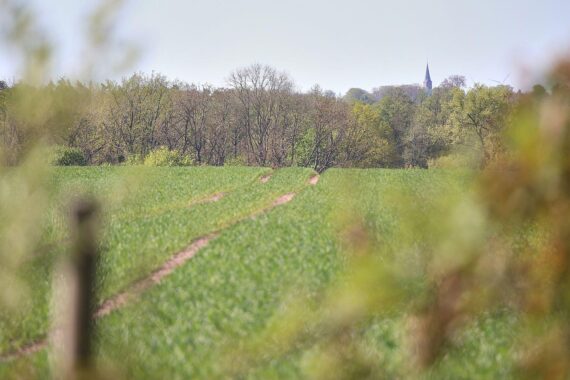 Archivfoto von einem Acker: Erdmandelgras bedroht Kartoffeln, Rüben, Möhren und Zwiebeln in NRW.