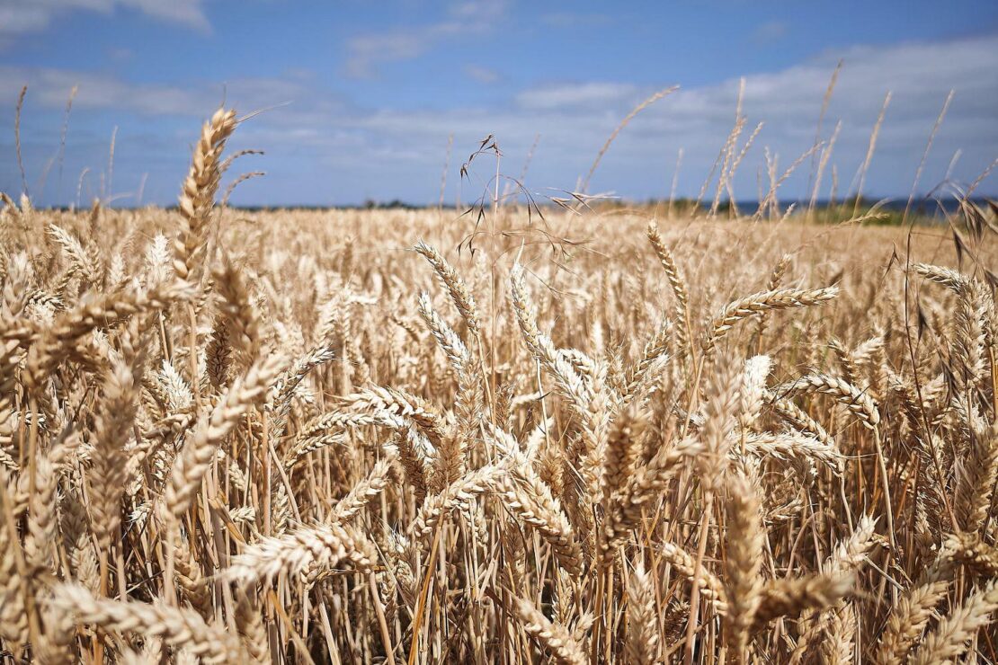 Getreideernte in Schleswig-Holstein fällt schwächer aus
